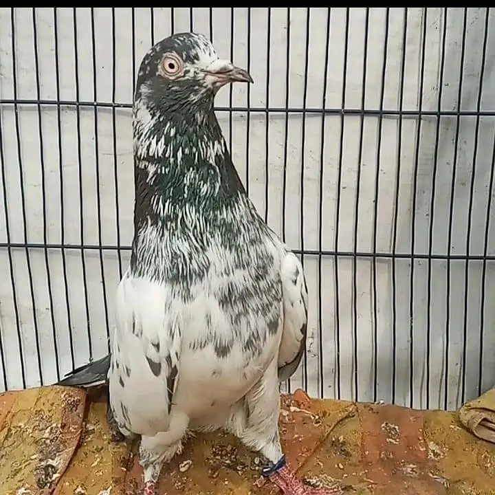 Ferozpuri Breed Available. ( Rear ) — photo 10