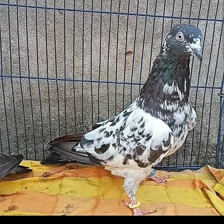 Ferozpuri Breed Available. ( Rear ) — photo 11