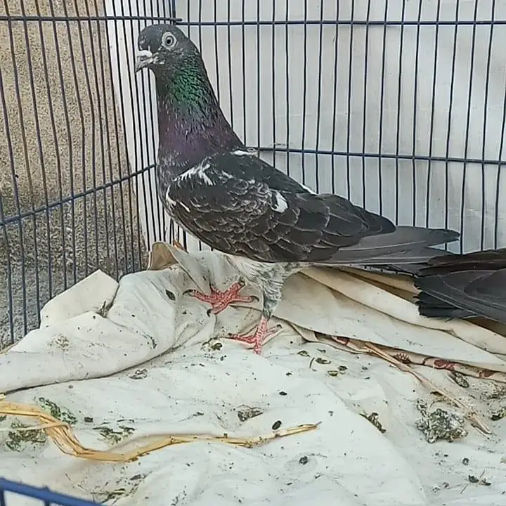 Ferozpuri Breed Available. ( Rear ) — photo 12