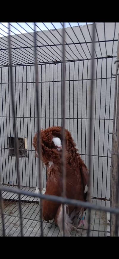 pigeon for urgent sale