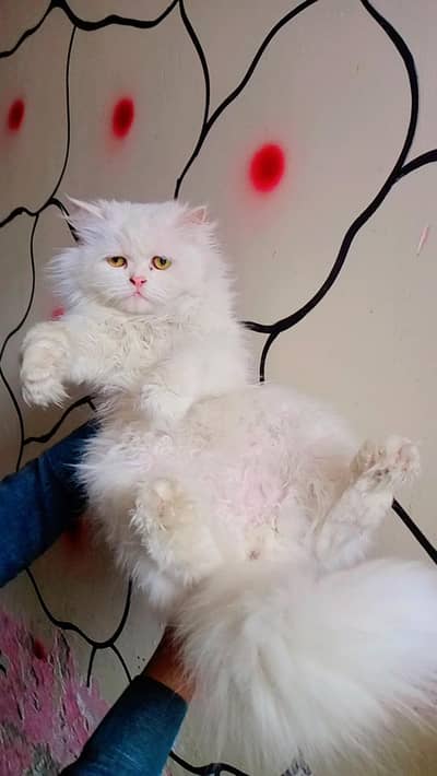 punch face female cat vaccine done card available