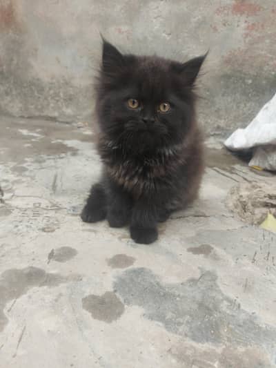 Persian cats for sale  Urgently