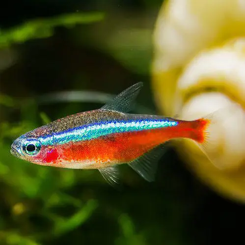 Fish, aquarium and all accessories — photo 9