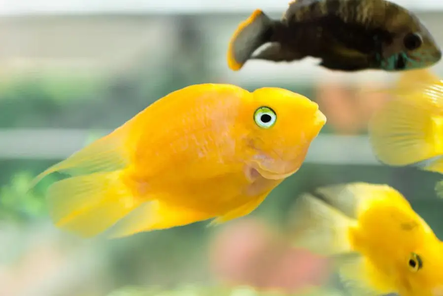 Fish, aquarium and all accessories — photo 10
