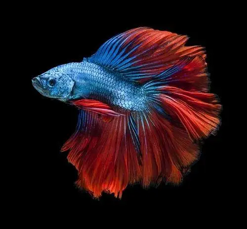 Fish, aquarium and all accessories — photo 11