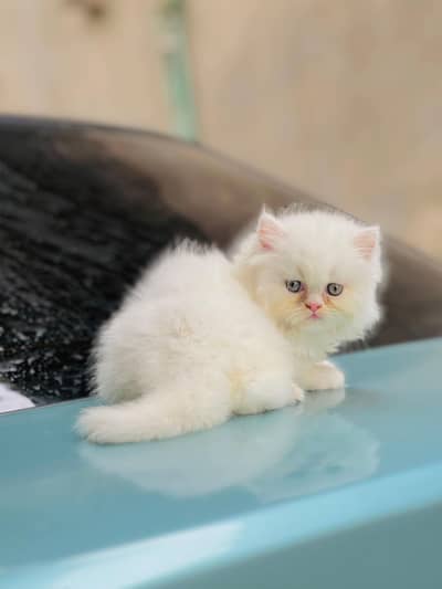 Persian cat for sale my WhatsApp number 0329-26-51-586
