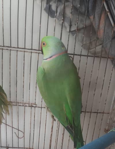 Ring neck Breeding Male or Rew male hand tame  New Cage