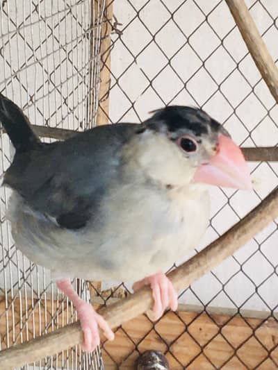 Grey Java Finch kids