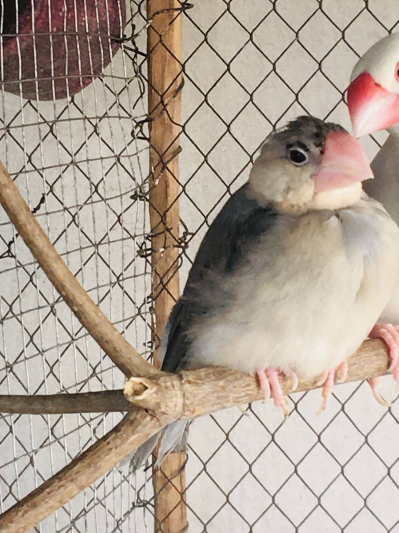 Grey Java Finch kids 1