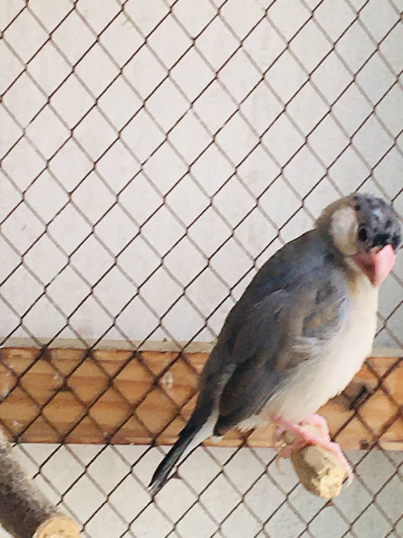 Grey Java Finch kids 2