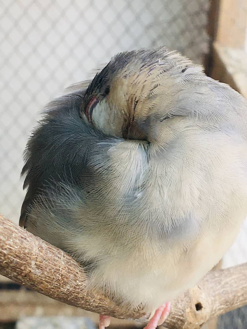 Grey Java Finch kids 3