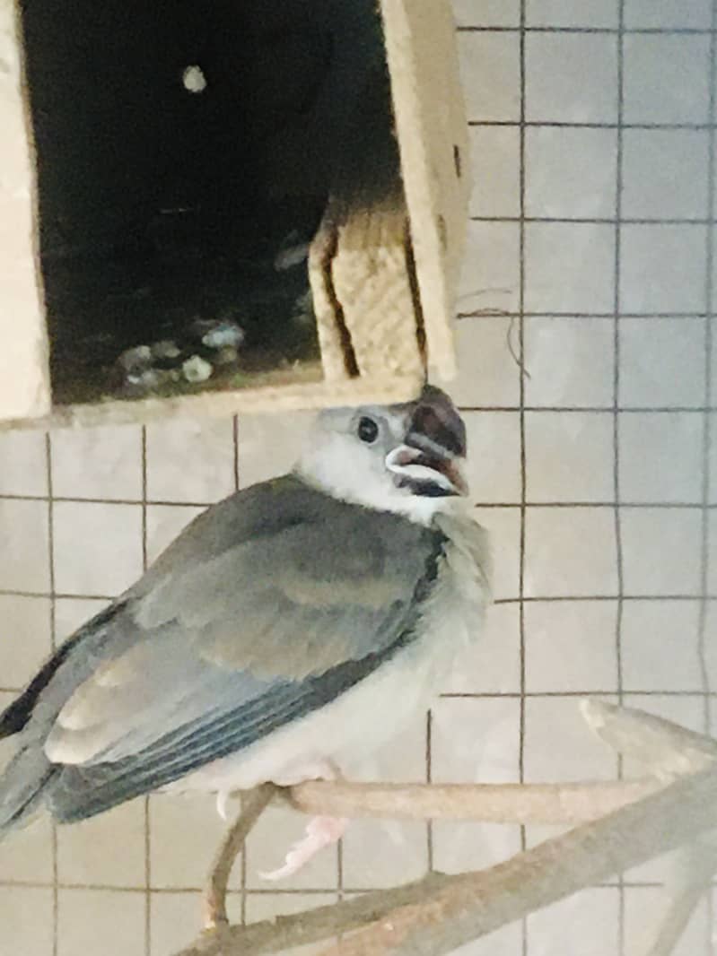 Grey Java Finch kids 4