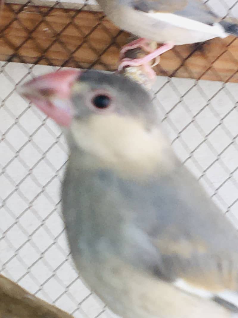 Grey Java Finch kids 5