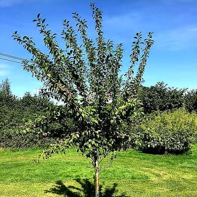 Plum Fruit garden ( ALO BUKHARA) with matured plants 10 kanals