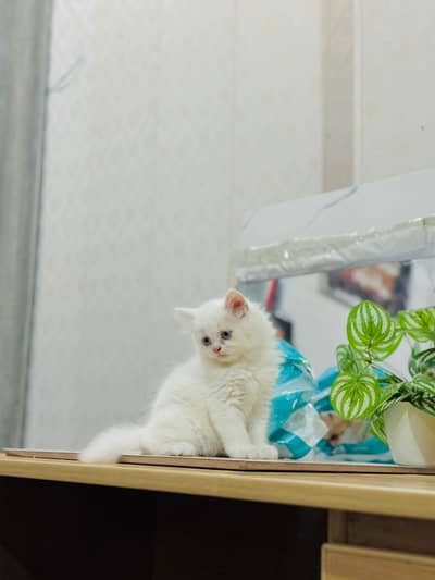 Persian cat for sale my WhatsApp number 0329-26-51-586