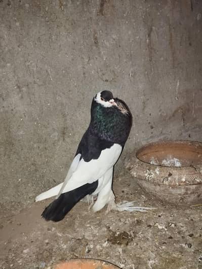 magpie gubara breeder male jambo size