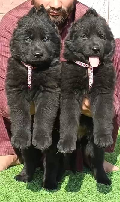 black German Shepherd | black Shepherd | gsd puppies pair | gsd dog