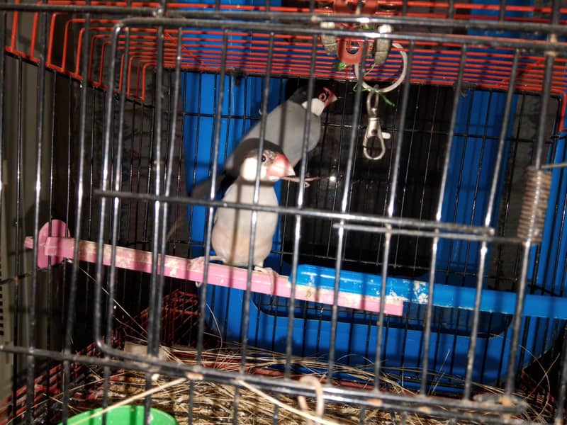 fawn java and cages 2