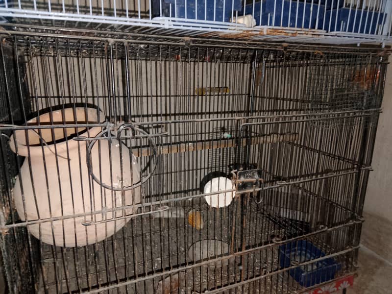 fawn java and cages 4