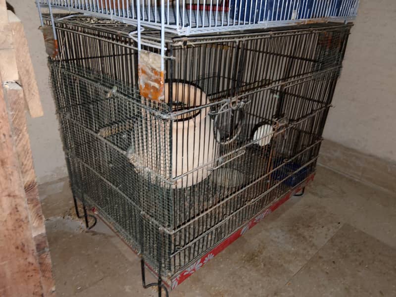 fawn java and cages 5