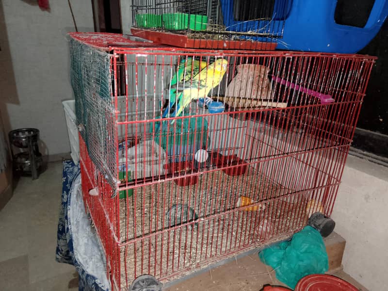 fawn java and cages 6