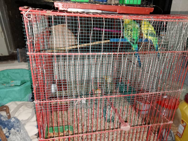 fawn java and cages 7