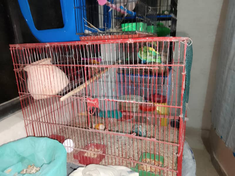 fawn java and cages 8