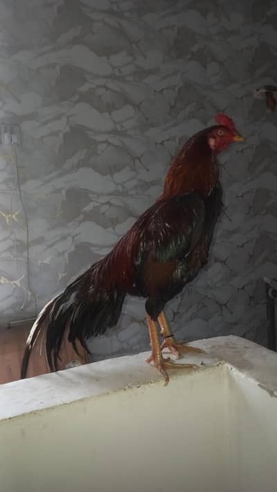 pure aseel mianwali breed tyar hai breed or fight dono kay liyay