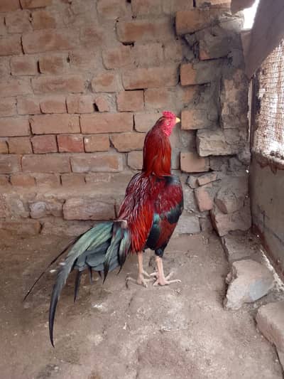 MURGA ASEEL MIANWALI NASAL