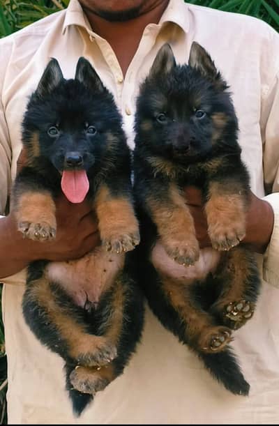German Shepherd dog | German Shepherd black n tan puppy | long coat