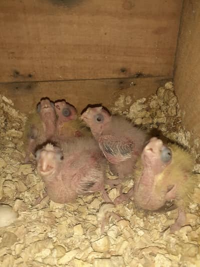 cocktail chiks . 03081250912