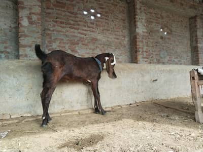 2bakra for sale. MashAllah bread ka lia both achi chez ha.
