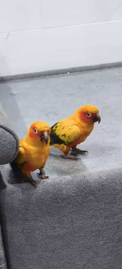 sanconure urgent sale