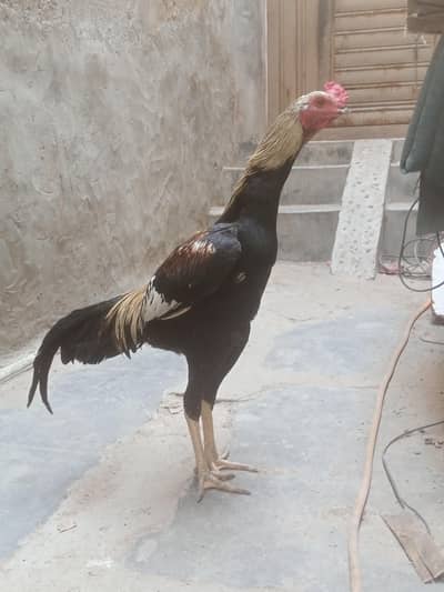 Aseel pure Miyawali Breeder Murgha