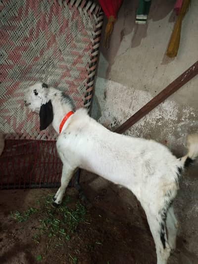 white bakra for sale