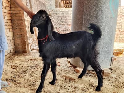 Goats for sale 6