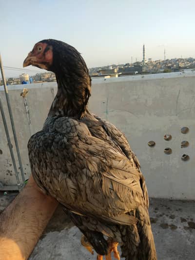 pure slety madi home breed