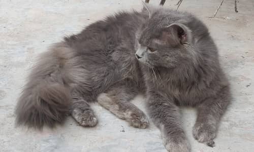 Himalayan Persian Cat