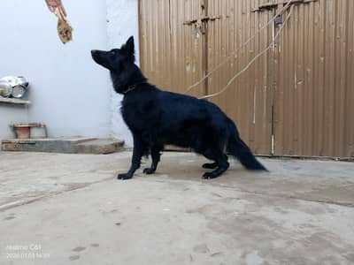 breeder female for sale