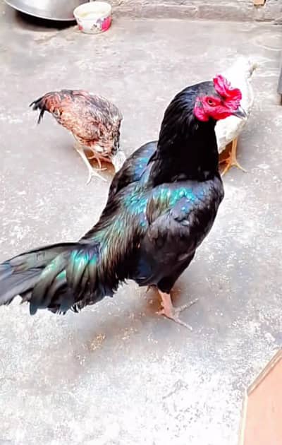 Mushka Aseel 03006o9o379