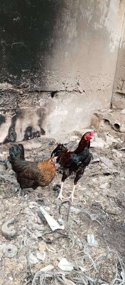 aseel murgha or misri murgi ande Deri ha