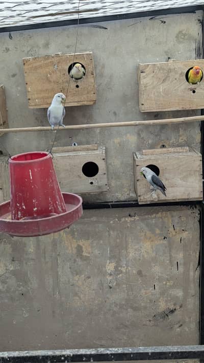 love birds colony setup