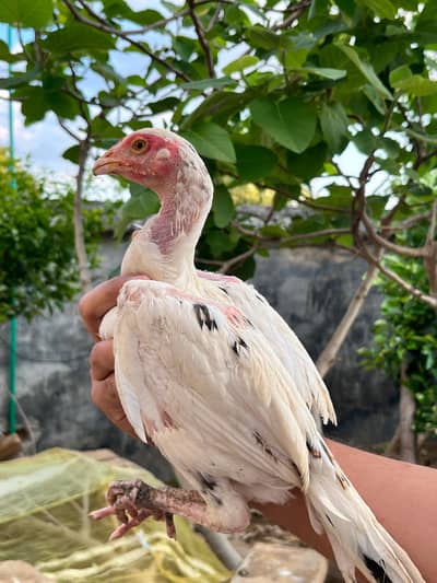 Quality Aseel chick's available