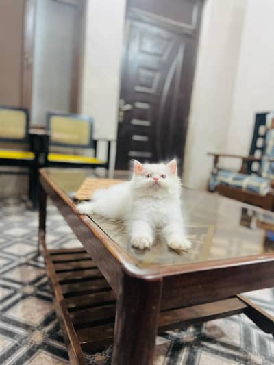 Persian cat for sale my WhatsApp number 0329-26-51-586