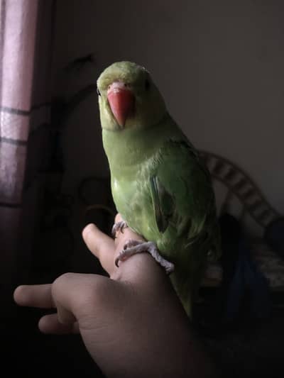 Green Ringneck(confirm male)