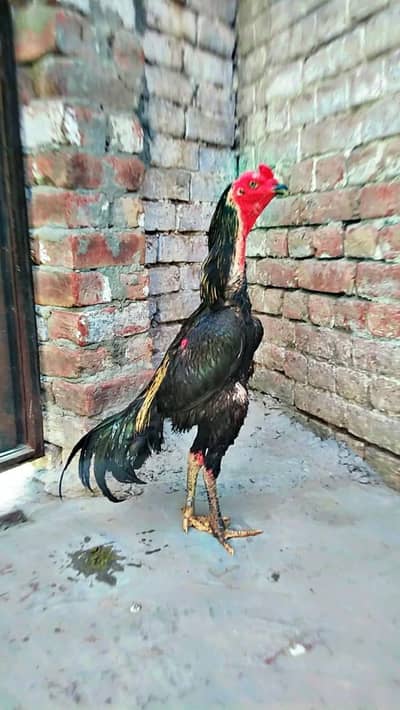 Vietnam aur hint cores patha long hait me