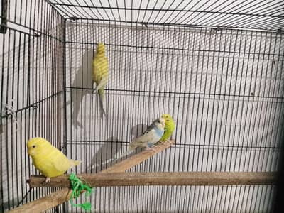 healthy and active birds