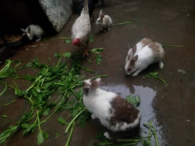 RABBITS  WHITE AND GOLDEN  FOR SALE
