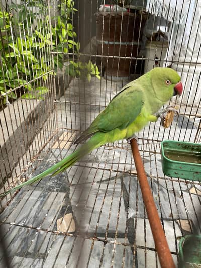 Female Parrot