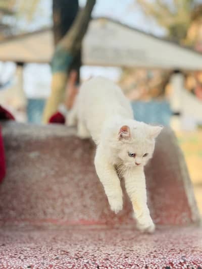 Persian cat for sale my WhatsApp number  0370-36-59-905